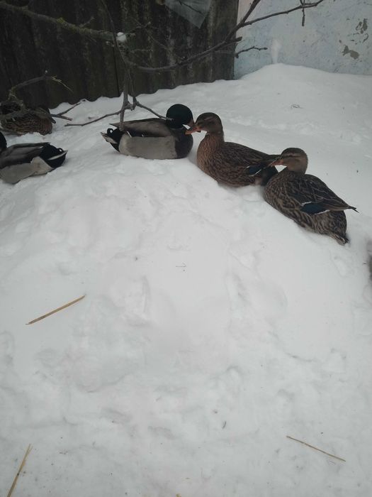 Продам качок Кряква