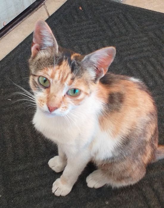 Трехцветная кошка