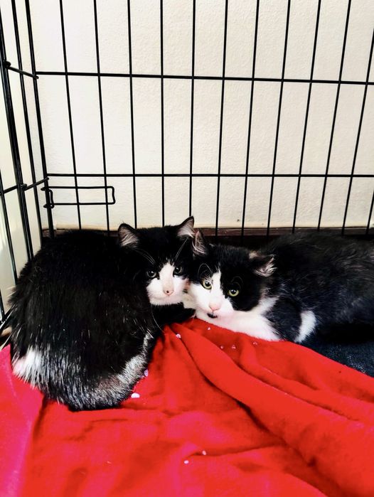 Bebés com cerca de 2/3 meses para adoção responsável