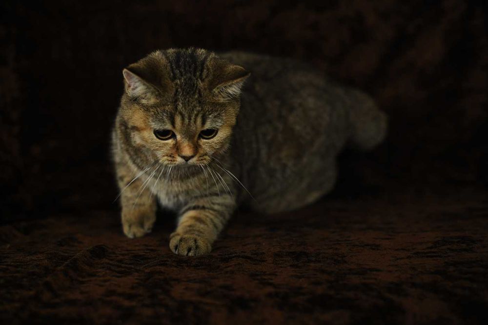 kot brytyjski-  kotka WCF