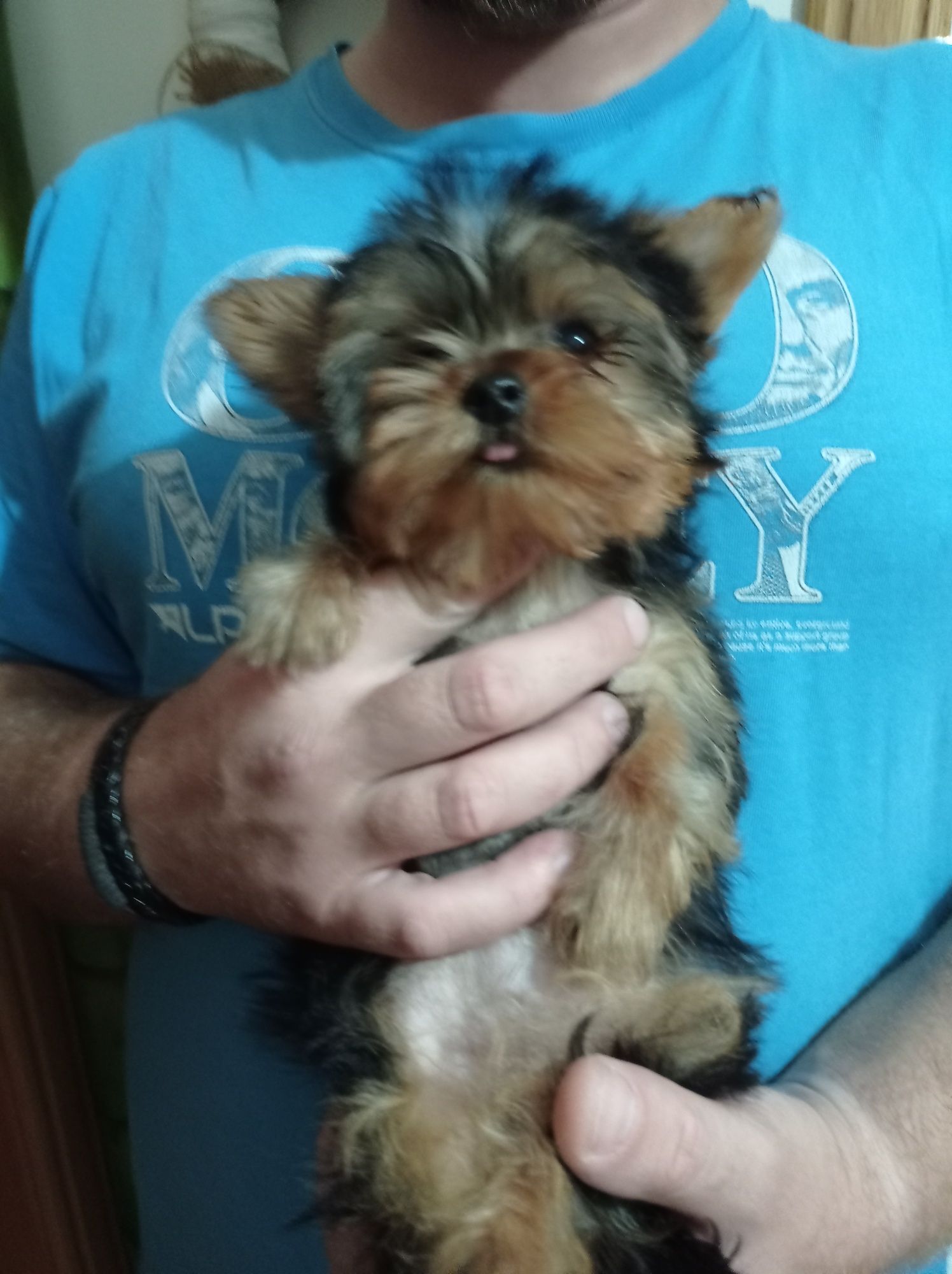 Yorkshire Terrier