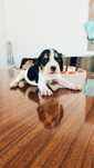 Beagle femea tricolor