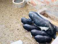 Porcos Vietnamitas - Animais de Quinta