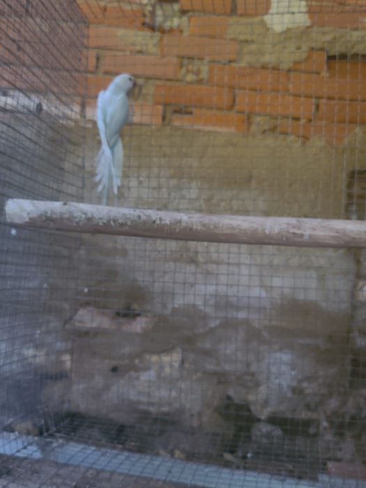 Várias aves disponíveis