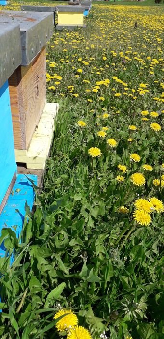 Продається пасіка! Бджоли! Карніка! Бджолопакети!