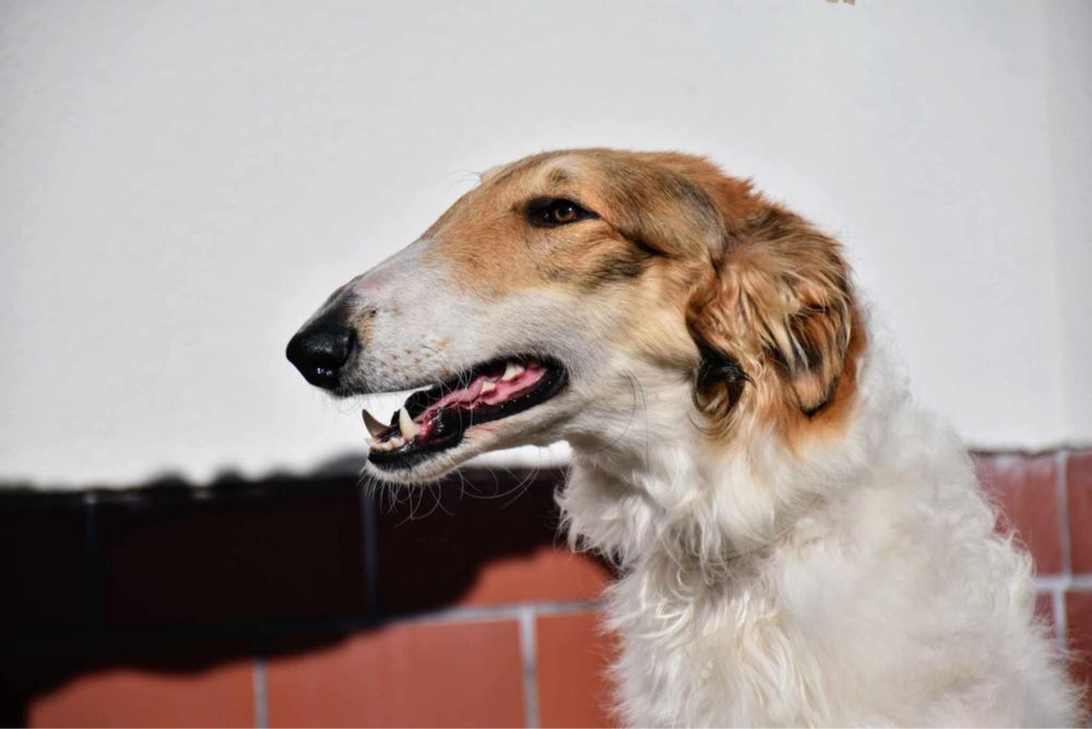 Borzoi Chart rosyjski