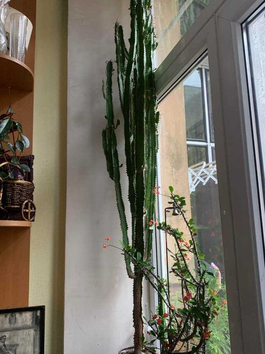 Рослина, молочай трикутний