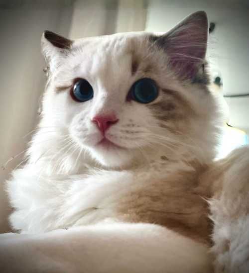 Dazumi przeurocza ragdollka