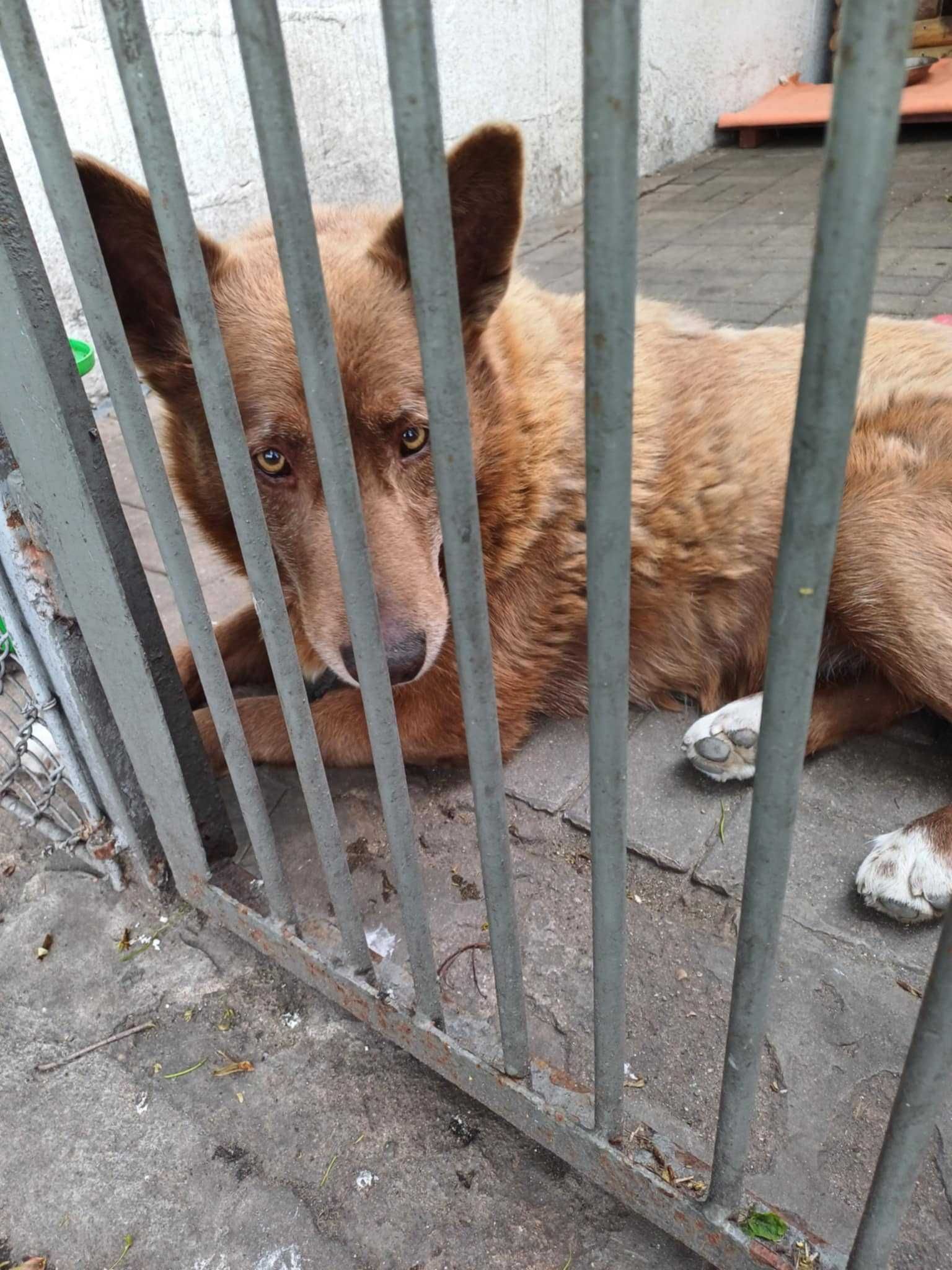 ZORA ok 7/8 let sunia -TO NIE CZAS NA UMIERANIE  Sylwia Wa