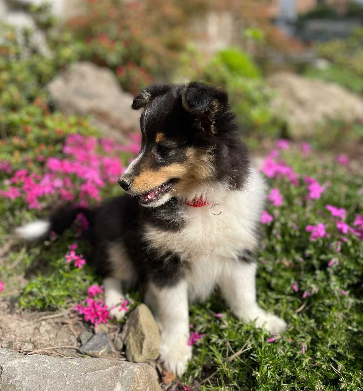 Owczarek szetlandzki, sheltie, shetland sheepdog