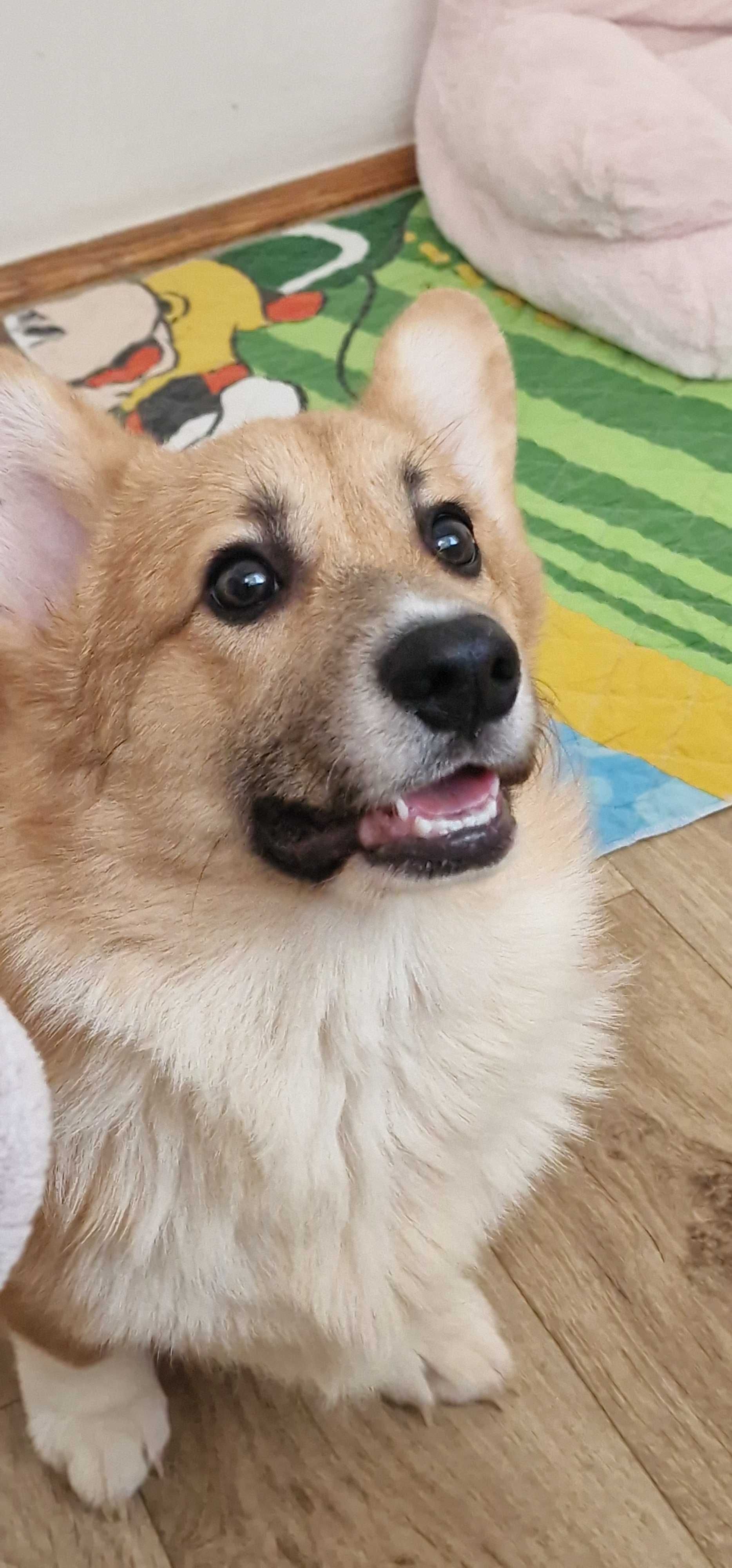 Welsh Corgi Pembroke,  piesek z długim ogonkiem