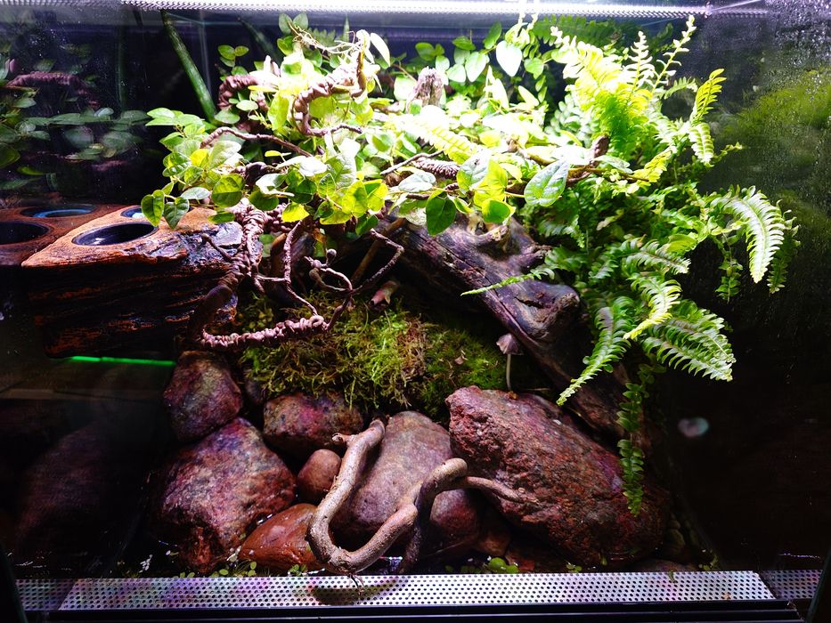 Kompletny zestaw! Paludarium z życiem! Geosesarma sp. orchid i gekony
