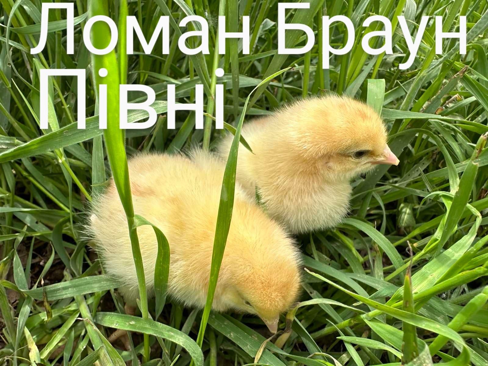 Курчата Цыплята Птиця Когути Півники Півні Несушки Ломан Браун Сенді