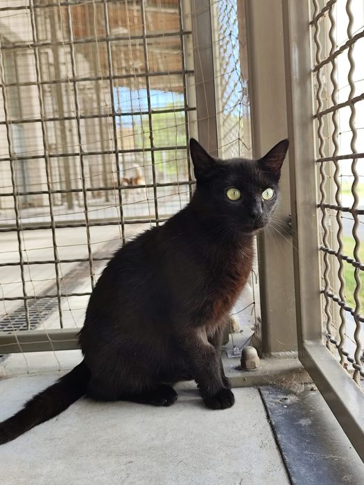 Przesłodka pieszczoszka szuka domu tymczasowego lub stałego, łagodna