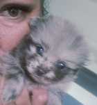 Sunia szpic miniaturowy pomeranian