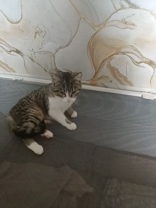 Кошення 7міс.Віддаю в добрі руки