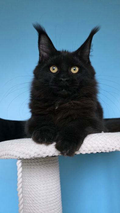 Шикарная,  чёрная девочка Мейн-кун