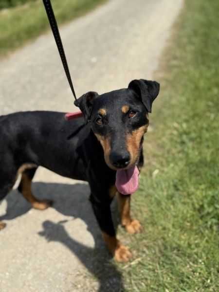 Suczka w typie jagterrier do adopcji