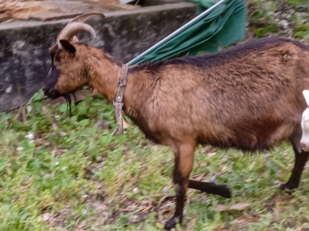 Cabra e cabrito alpinos