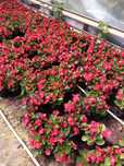 Begonia Semperflorens