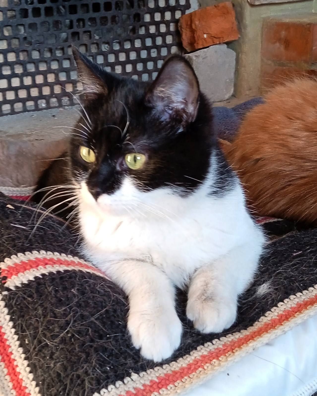 Котенок котик Жора