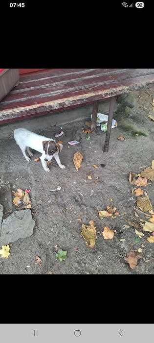 Собачка безкоштовно