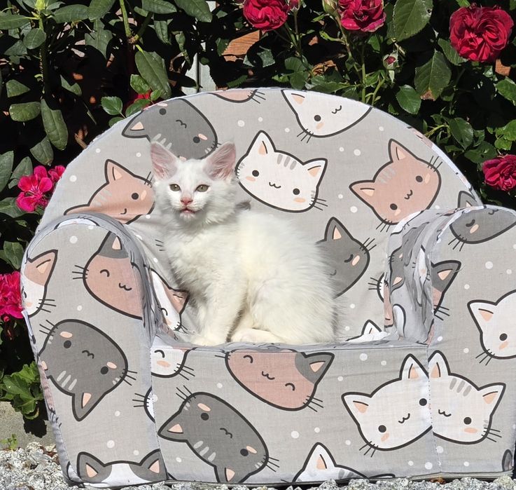 Maine Coon kot gotowy do odbioru biały