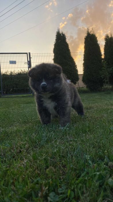 AKITA INU Japońska suczka szczeniak z metryką FCI ZKwP o/Rybnik