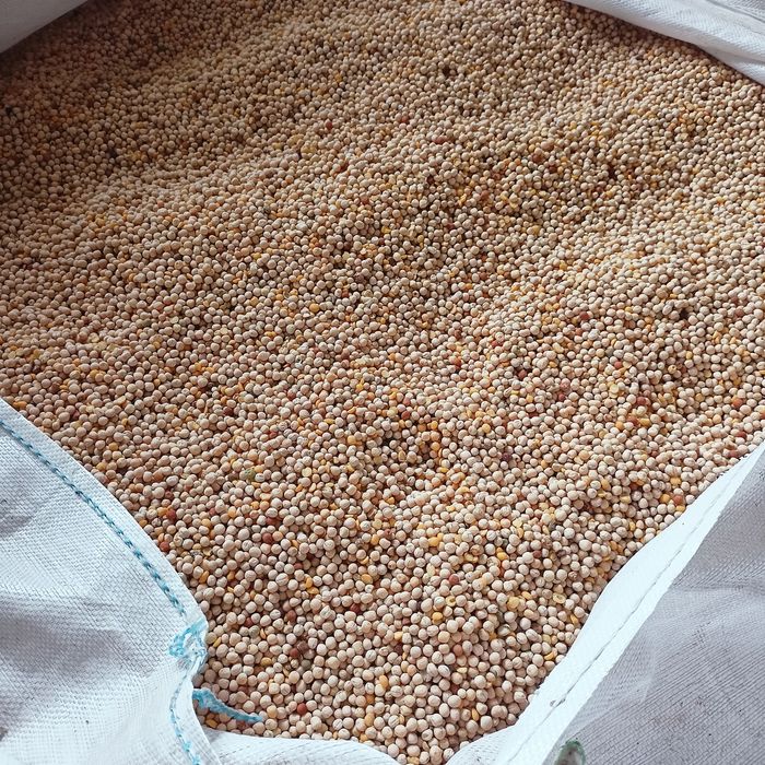 Peluszka / groch siewny