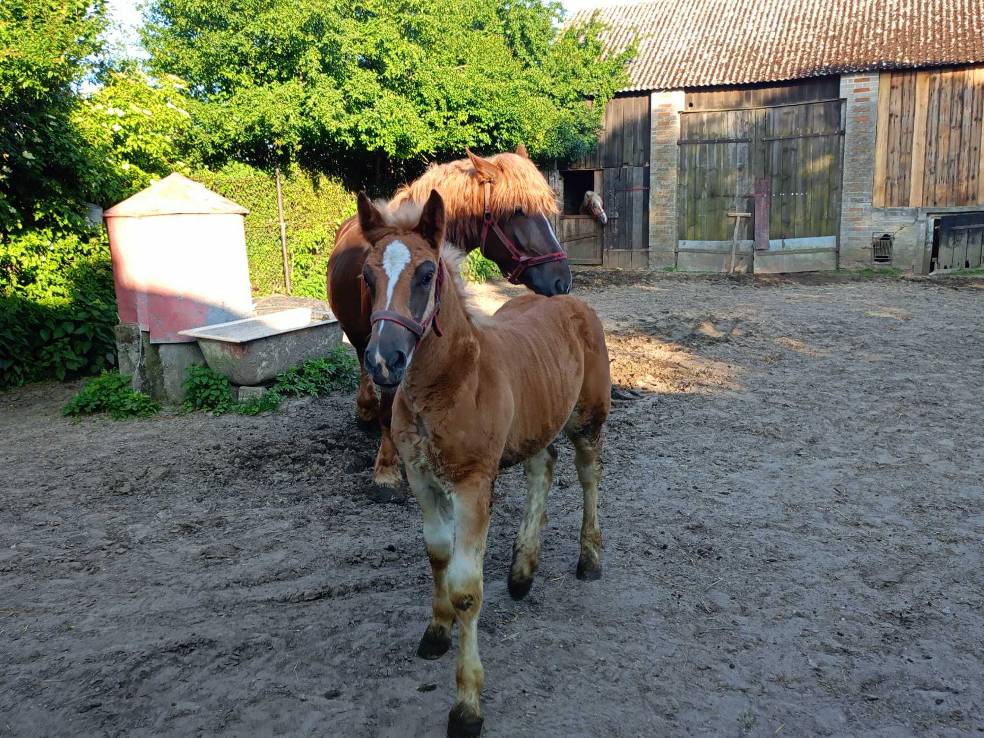 Klacz zimnokrwista