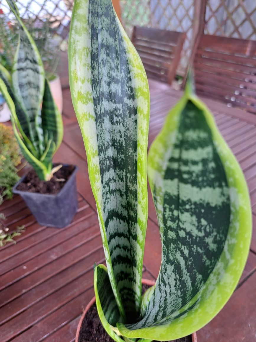 Sansewieria dwukolorowa