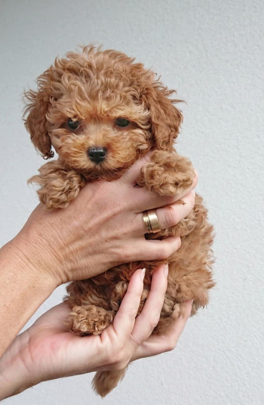 Maltipoo f1b chłopczyk