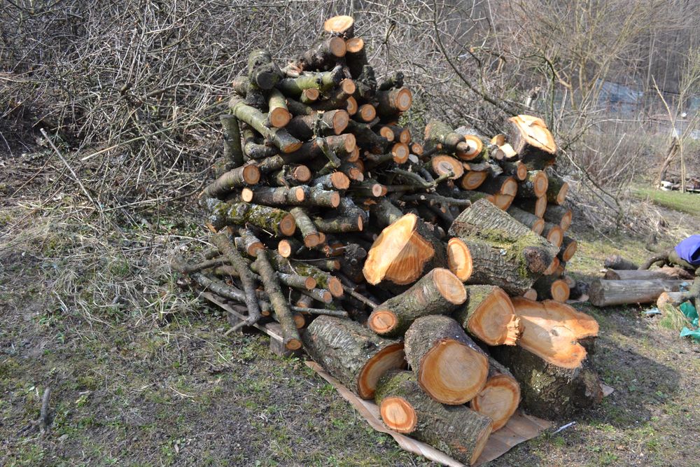 Drzewo do wędzenia Czereśnia zdrowa