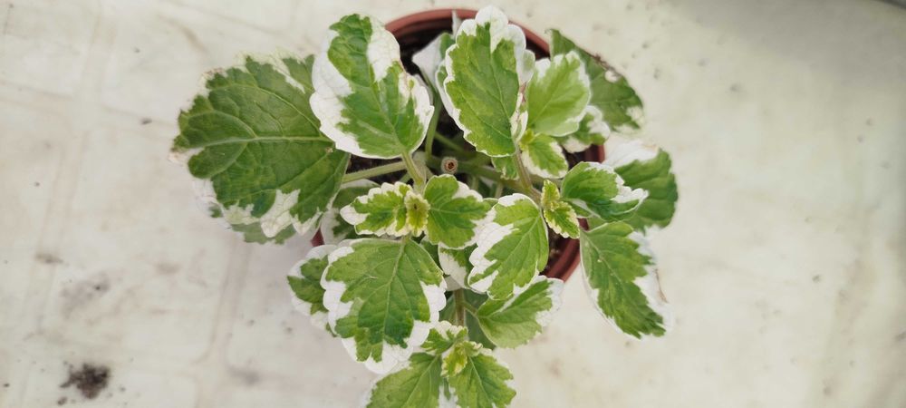 Suculentas lindas por apenas 2.50€