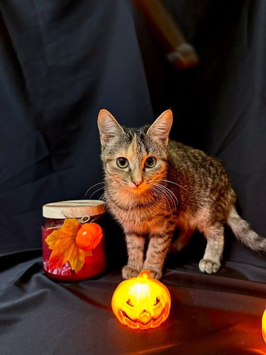 Котёнок 5 месяцев