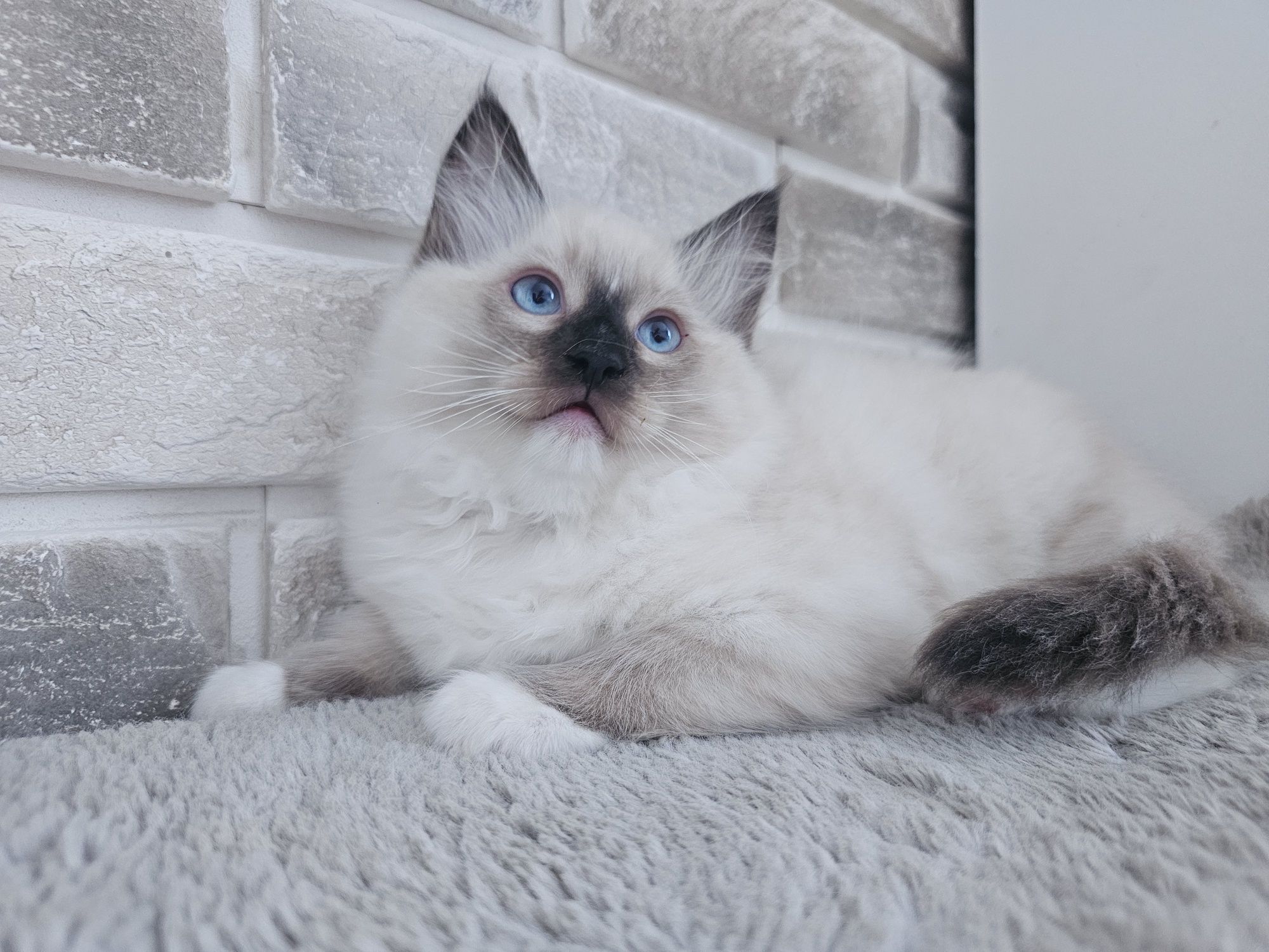 Kocięta Ragdoll gotowe do odbioru