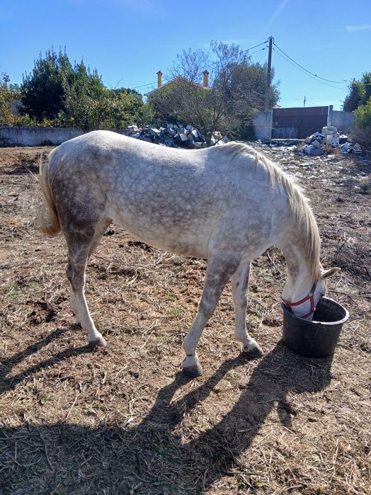 Vendo egua montada muito maça