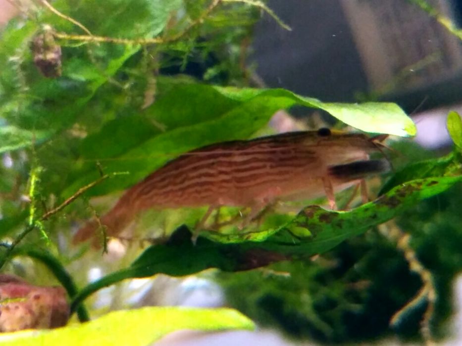 Krewetka filtrująca .