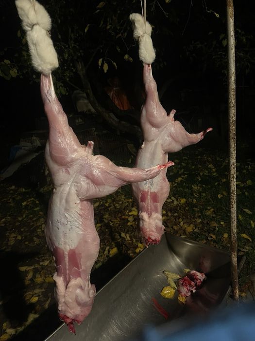 М'ясо кролика мясо