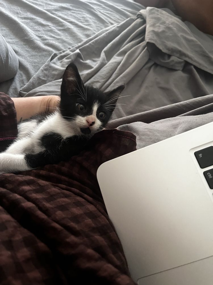 Doação de uma gatinha