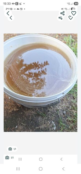 Miod mniszkowo klonowy