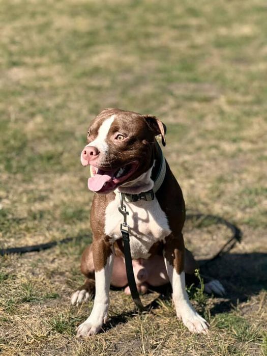 Яскраві пітодітки АПБТ.