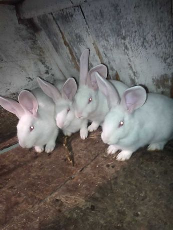 Кролики породи Хіплус, кролі, кроленята