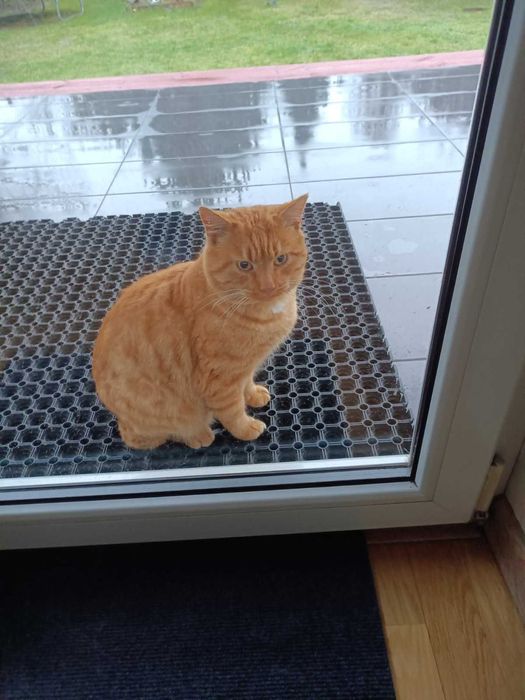 Rudzielec szuka domu