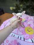 Chihuahua maleńka drobna suczka biała mini