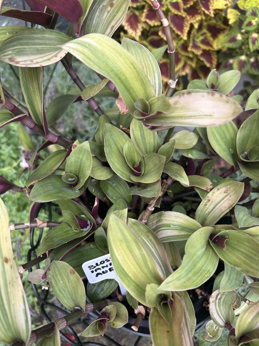 Zestaw Trzykrotek Mix 25zł