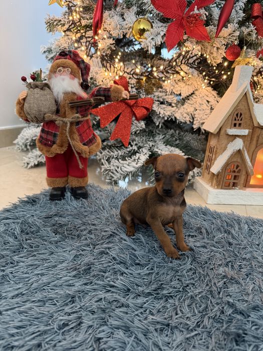 Pinscher Castanho nascidos outubro