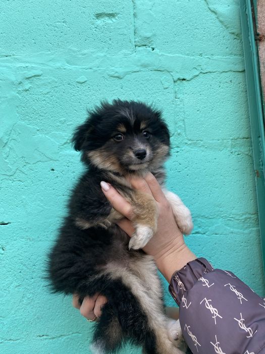 Віддам щенка в добрі руки