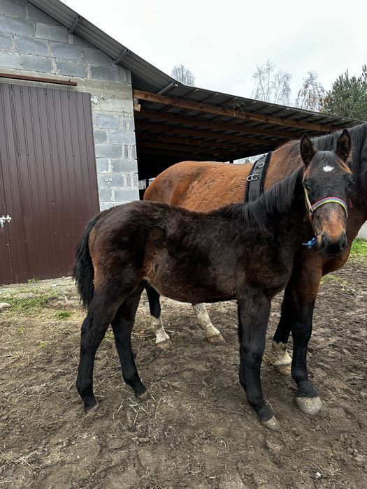 Klaczka śląska 7 miesiecy