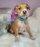 Cudowny i rodzinny maluch amstaff!